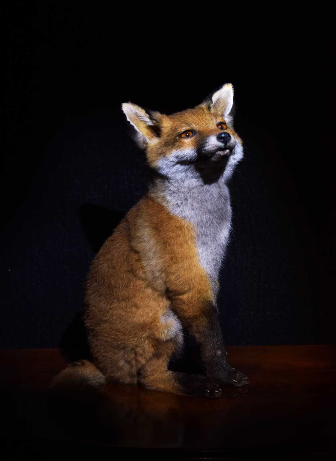 Lot 2303 - Taxidermy: European Red Fox Cub (Vulpes...