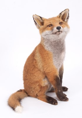 Lot 2303 - Taxidermy: European Red Fox Cub (Vulpes...