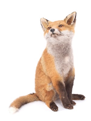 Lot 2303 - Taxidermy: European Red Fox Cub (Vulpes...