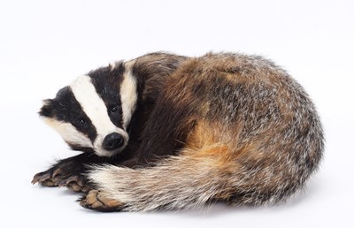 Lot 2304 - Taxidermy: European Badger (Meles meles),...