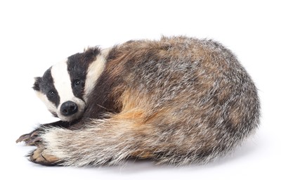 Lot 2304 - Taxidermy: European Badger (Meles meles),...
