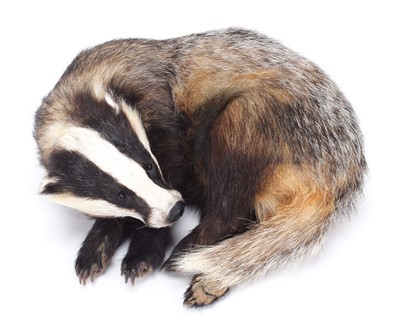 Lot 2304 - Taxidermy: European Badger (Meles meles),...