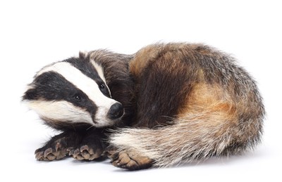 Lot 2304 - Taxidermy: European Badger (Meles meles),...