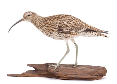 Lot 2293 - Taxidermy: European Curlew (Numenius arquata),...