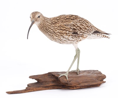 Lot 2293 - Taxidermy: European Curlew (Numenius arquata),...