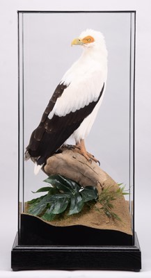 Lot 2305 - Taxidermy: A Cased Palm Nut Vulture or...