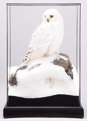 Lot 2262 - Taxidermy: A Cased Snowy Owl (Bubo scandiacus),...