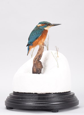 Lot 2244 - Taxidermy: European Kingfisher (Alcedo athis),...