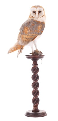 Lot 2265 - Taxidermy: European Barn Owl (Tyto alba),...