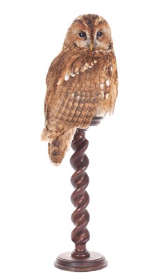 Lot 2050 - Taxidermy: Tawny Owl (Strix aluco), modern, by...