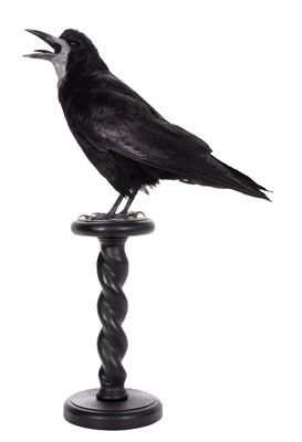 Lot 2160 - Taxidermy: European Rook (Corvus frugilegus),...