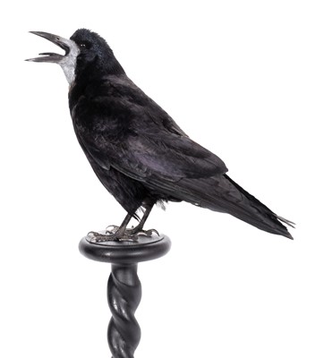 Lot 2160 - Taxidermy: European Rook (Corvus frugilegus),...