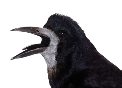 Lot 2160 - Taxidermy: European Rook (Corvus frugilegus),...