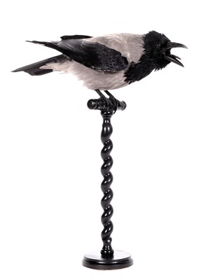 Lot 2028 - Taxidermy: Hooded Crow (Corvus cornix), modern,...