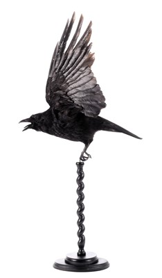 Lot 226 - Taxidermy: Carrion Crow (Corvus corone),...