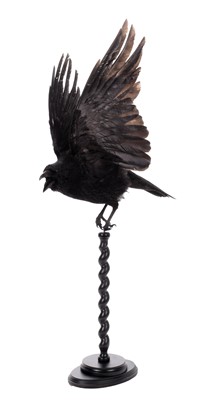 Lot 226 - Taxidermy: Carrion Crow (Corvus corone),...