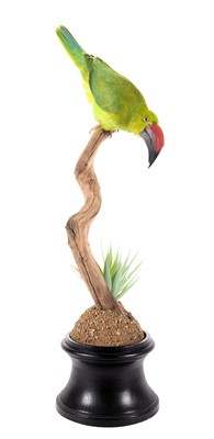 Lot 215 - Taxidermy: A Re-creation of a Toucanet, modern,...