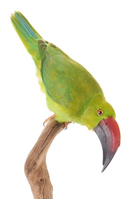 Lot 2004 - Taxidermy: A Re-creation of a Toucanet, modern,...