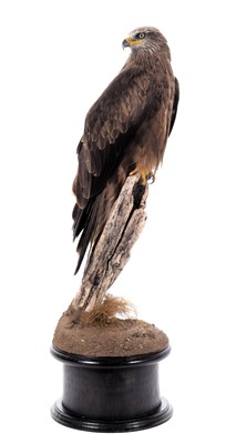 Lot 2301 - Taxidermy: European Black Kite (Milvus...