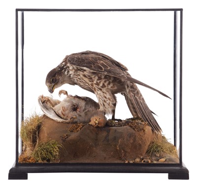 Lot 2196 - Taxidermy: A Cased Peregrine Falcon (Falco...