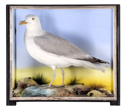 Lot 106 - Taxidermy: A Cased Herring Gull (Larus...
