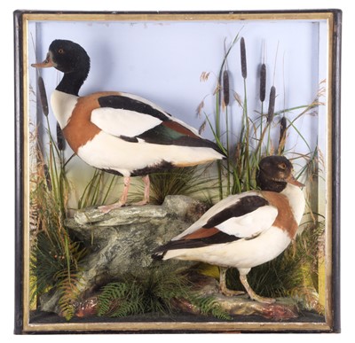 Lot 125 - Taxidermy: A Cased Pair of Common Shelducks...