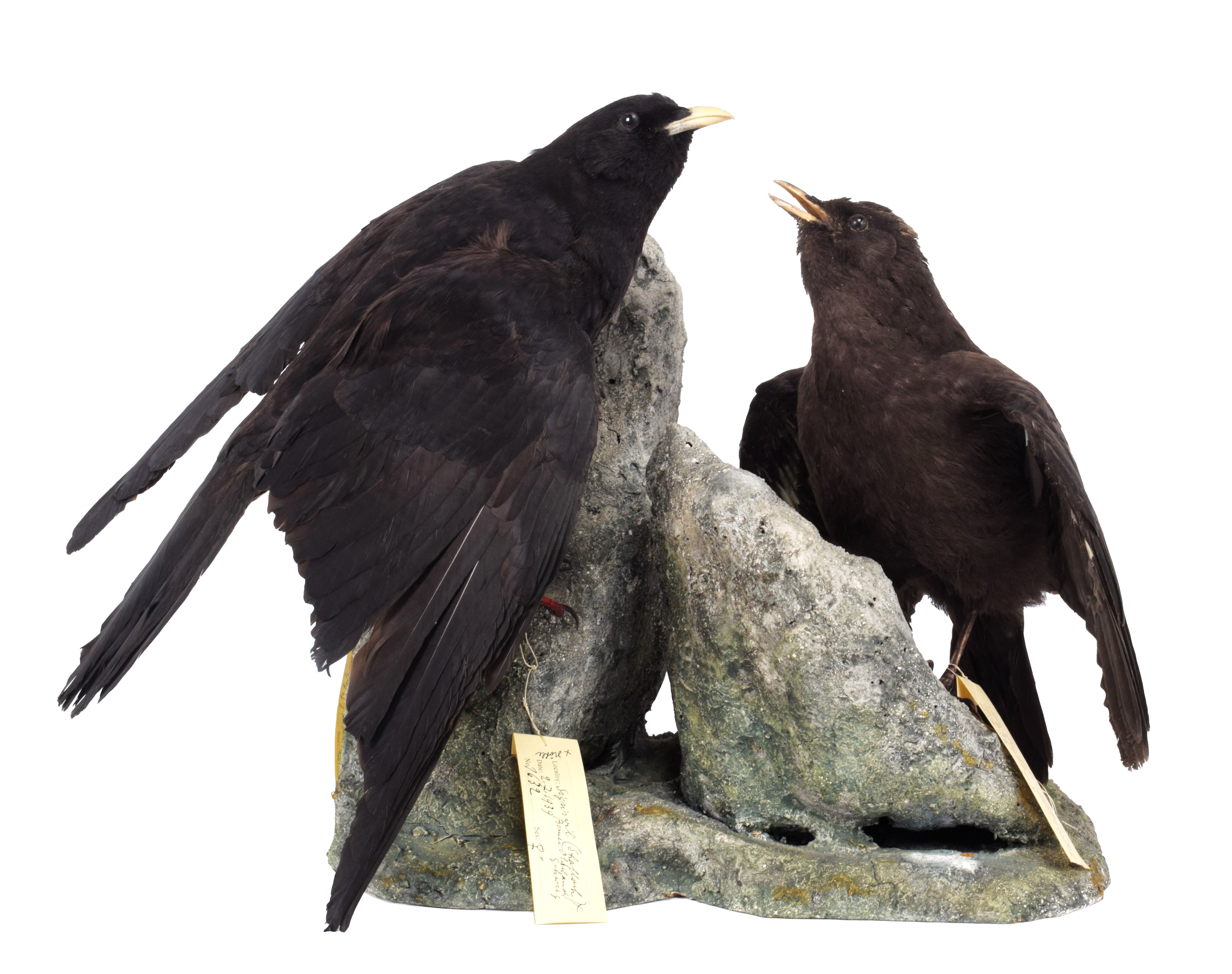 Lot 74 - Taxidermy: Alpine Chough & Young (Pyrrhocorax