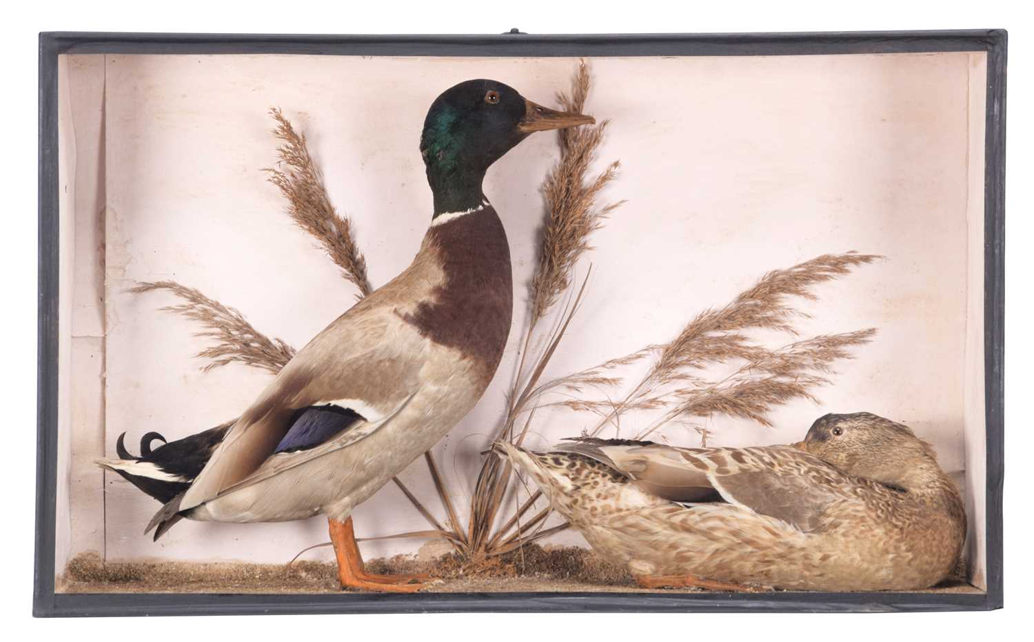 Lot 69 - Taxidermy: A Cased Pair of Mallard Ducks (Anas...