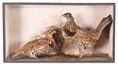 Lot 129 - Taxidermy: A Cased Pair of Ruffed Grouse...