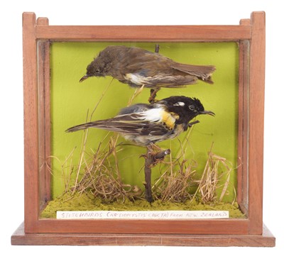 Lot 120 - Taxidermy: A Cased Pair of New Zealand...