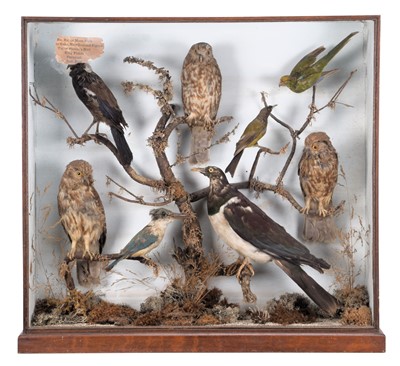 Lot 127 - Taxidermy: A Late Victorian Cased Collection...