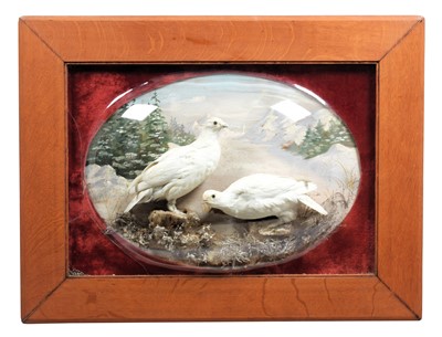 Lot 122 - Taxidermy: A Wall Domed Pair of North American...