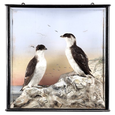 Lot 159 - Taxidermy: A Late Victorian Cased Pair of...