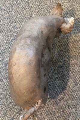 Lot 222 - Christine Cummings: A Raku Pottery Sow,...