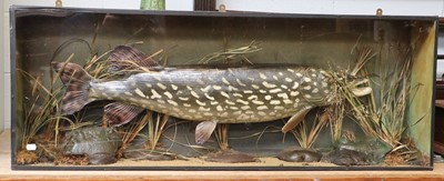 Lot 1262 - Taxidermy: A Cased Northern Pike (Esox lucius),...