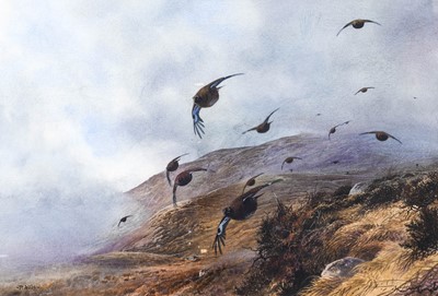 Lot 635 - Peter Allis (b.1944) Grouse in flight over a...