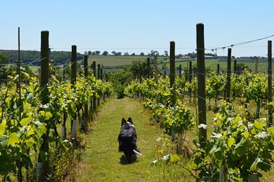 Lot 13 - Ryedale Vineyard Tour for Two Kindly Donated...