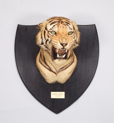 Lot 296 - Taxidermy: Bengal Tiger (Panthera tigris...