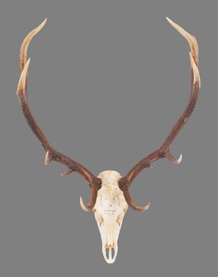 Lot 751 - Antlers/Horns: Romanian Red Deer Antlers...