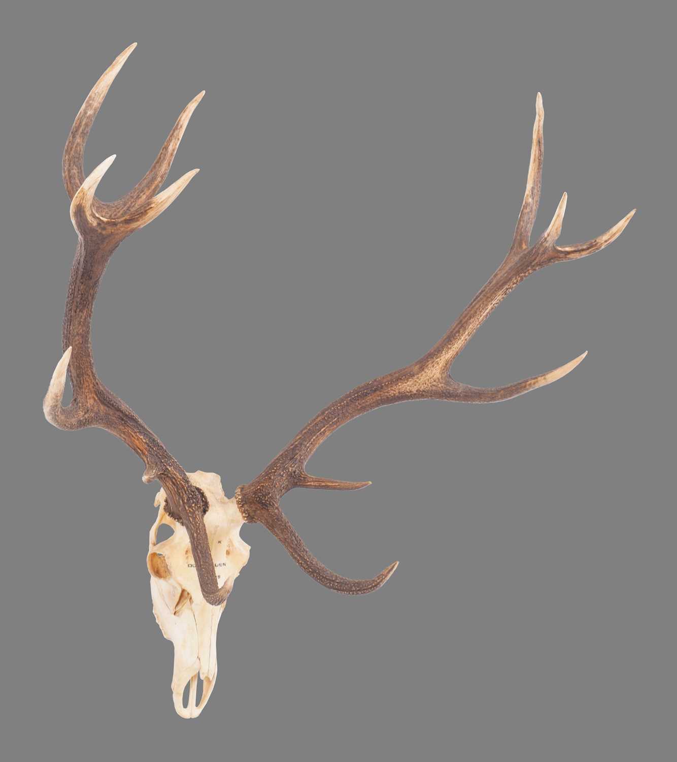 Lot 124 - Antlers/Horns: Austrian Red Deer Antlers