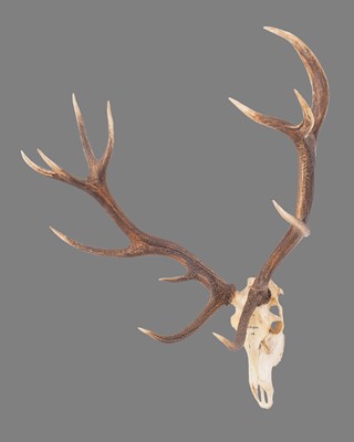 Lot 124 - Antlers/Horns: Austrian Red Deer Antlers...
