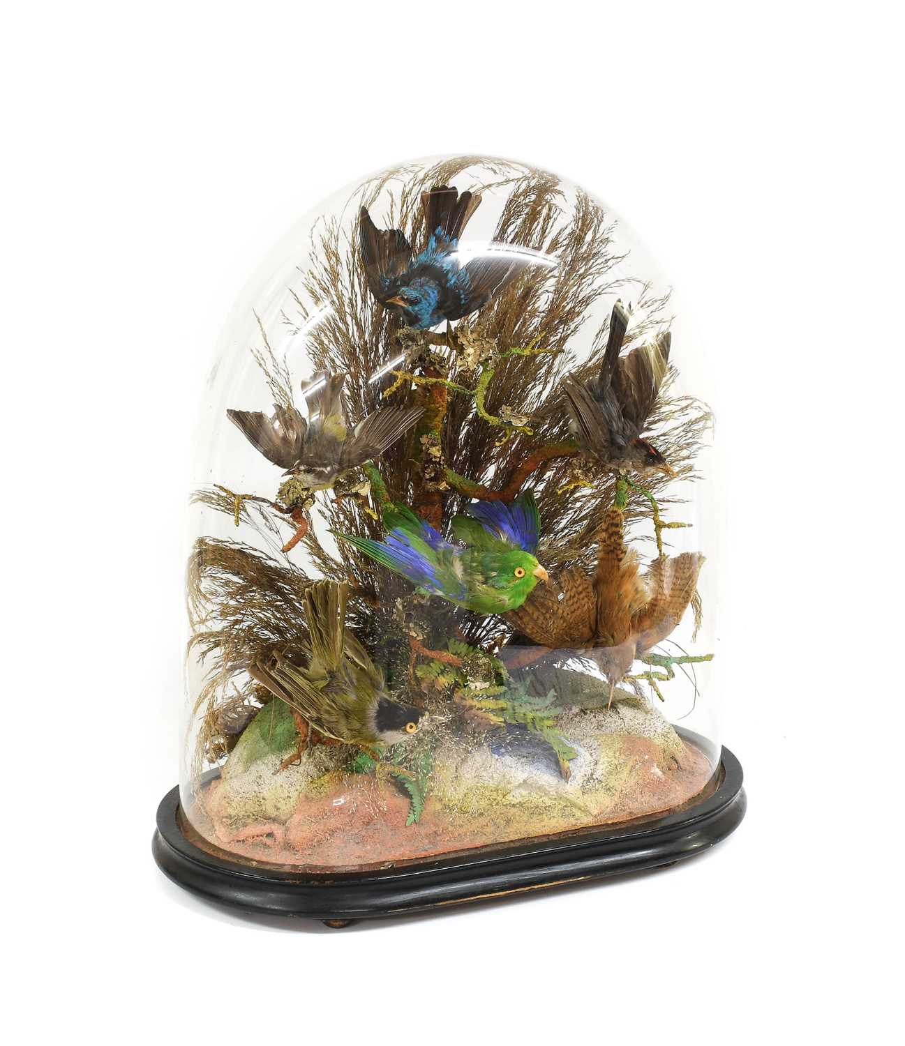 Lot 752 - Taxidermy: A Late Victorian Dome of North &...