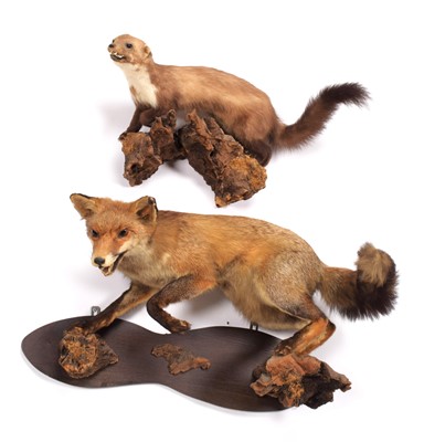 Lot 342 - Taxidermy: A European Red Fox & Pine Marten,...