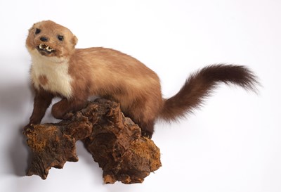 Lot 342 - Taxidermy: A European Red Fox & Pine Marten,...