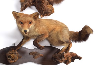 Lot 342 - Taxidermy: A European Red Fox & Pine Marten,...