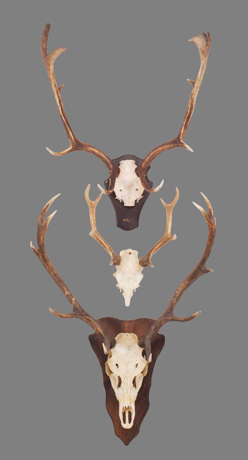 Lot 346 - Antlers/Horns: A Set of Red Deer, Sika Deer &...