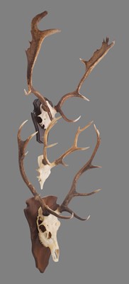 Lot 346 - Antlers/Horns: A Set of Red Deer, Sika Deer &...