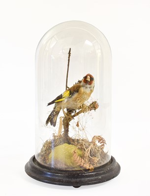 Lot 298 - Taxidermy: A European Goldfinch (Carduelis...