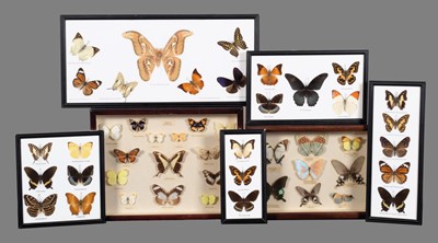 Lot 203 - Entomology: A Collection of Framed World...