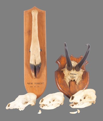 Lot 197 - Taxidermy: A Collection of Various Game...